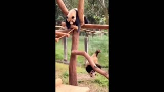 Daddy Goat 24/7 - Out Of Context Memes & Videos