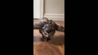 Daddy Goat 24/7 - Out Of Context Memes & Videos