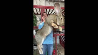 Daddy Goat 24/7 - Out Of Context Memes & Videos