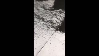 Daddy Goat 24/7 - Out Of Context Memes & Videos