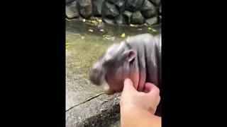 Daddy Goat 24/7 - Out Of Context Memes & Videos