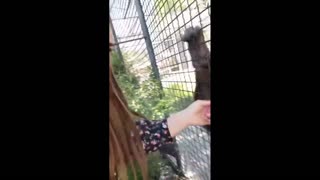 Daddy Goat 24/7 - Out Of Context Memes & Videos