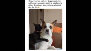 Daddy Goat 24/7 - Out Of Context Memes & Videos