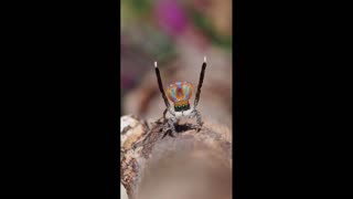 Daddy Goat 24/7 - Out Of Context Memes & Videos