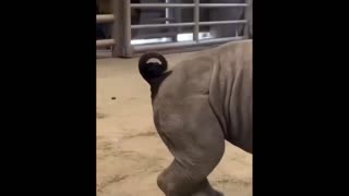 Daddy Goat 24/7 - Out Of Context Memes & Videos