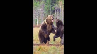 Daddy Goat 24/7 - Out Of Context Memes & Videos