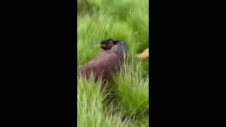 Daddy Goat 24/7 - Out Of Context Memes & Videos