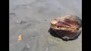 Daddy Goat 24/7 - Out Of Context Memes & Videos