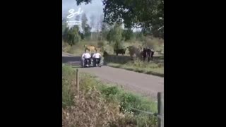 Daddy Goat 24/7 - Out Of Context Memes & Videos