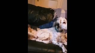 Daddy Goat 24/7 - Out Of Context Memes & Videos