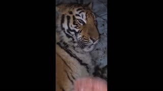 Daddy Goat 24/7 - Out Of Context Memes & Videos