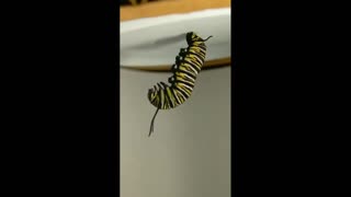 Daddy Goat 24/7 - Out Of Context Memes & Videos