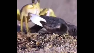 Daddy Goat 24/7 - Out Of Context Memes & Videos