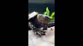 Daddy Goat 24/7 - Out Of Context Memes & Videos