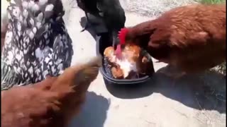 Daddy Goat 24/7 - Out Of Context Memes & Videos