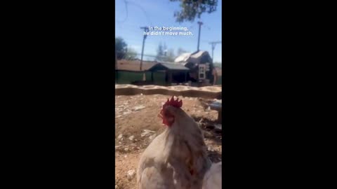 Daddy Goat 24/7 - Out Of Context Memes & Videos