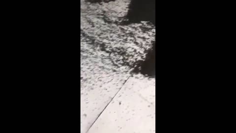 Daddy Goat 24/7 - Out Of Context Memes & Videos