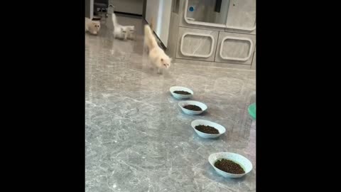 Daddy Goat 24/7 - Out Of Context Memes & Videos