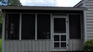 My Son Found the Backyard Treehouse… Now He Wants to MOVE IN 🤣🌳