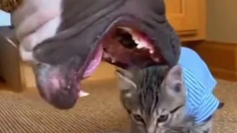 Look at Pitbull's expression when the mother cat