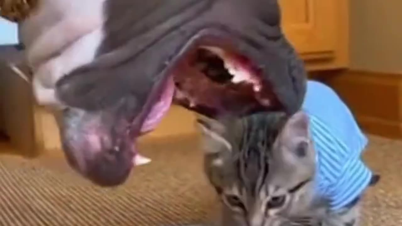 Look at Pitbull's expression when the mother cat