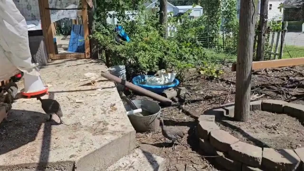1 To 69 Random Birds in 100 Days!