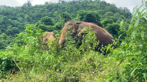 Thai Koon calls for her friends, who are off foraging -