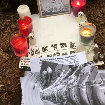 Tim Rifat TikTok Videos