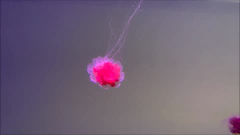 Lions Mane Jellyfish