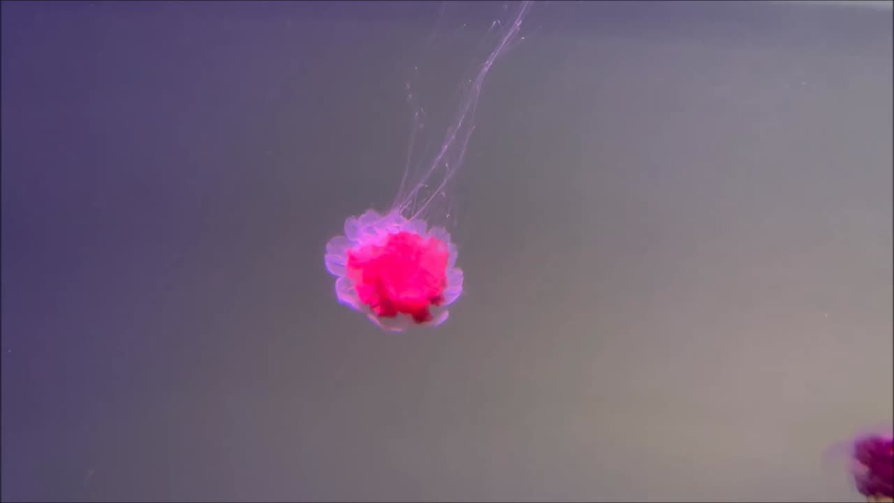 Lions Mane Jellyfish