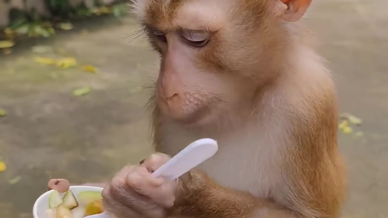 Little Monkey's Breakfast Fruit Salad