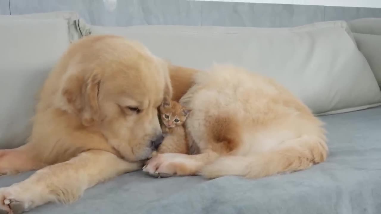WOOOW!! DOG!!!