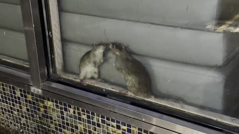 Rats Kissing
