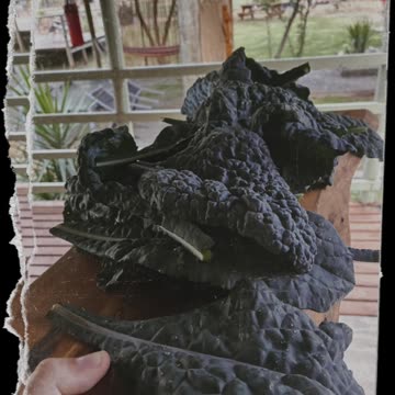 Kale straight from the garden🪴