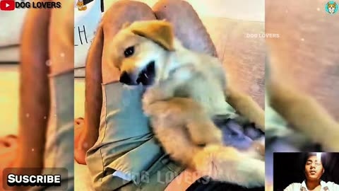 try-not-to-laugh---best-animal-videos-in-2025----funny-cats-and-dogs-videos