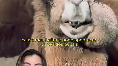 Curiosidade sobre o camelo