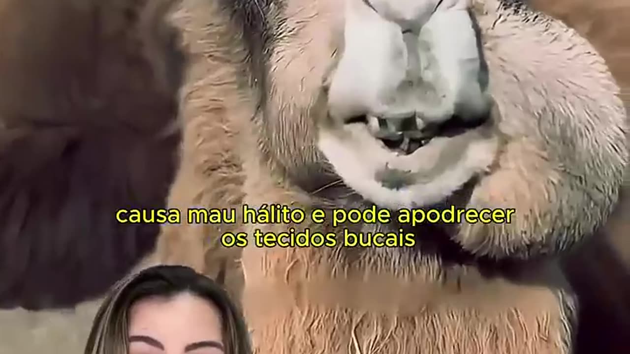 Curiosidade sobre o camelo