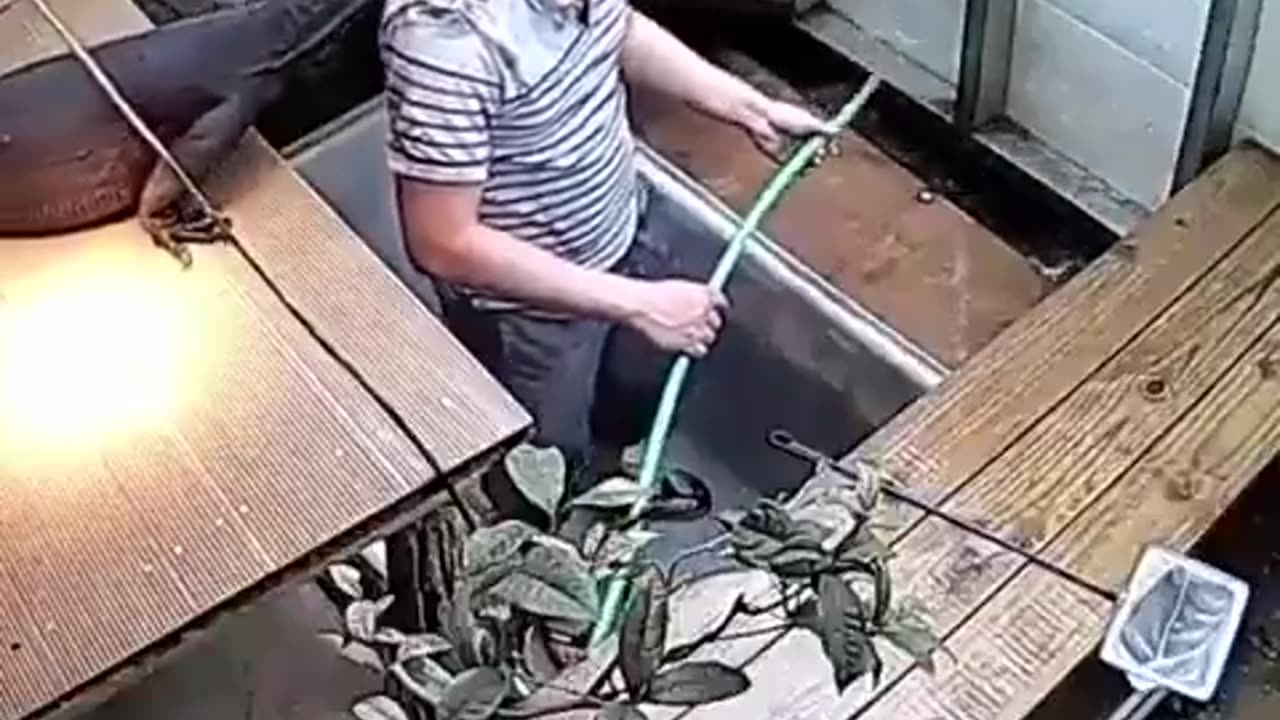 A friendly Lizard
