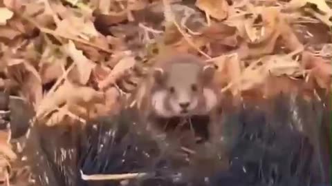 “This Hamster’s Ninja Moves Will Make Your Day! 😂🐾”