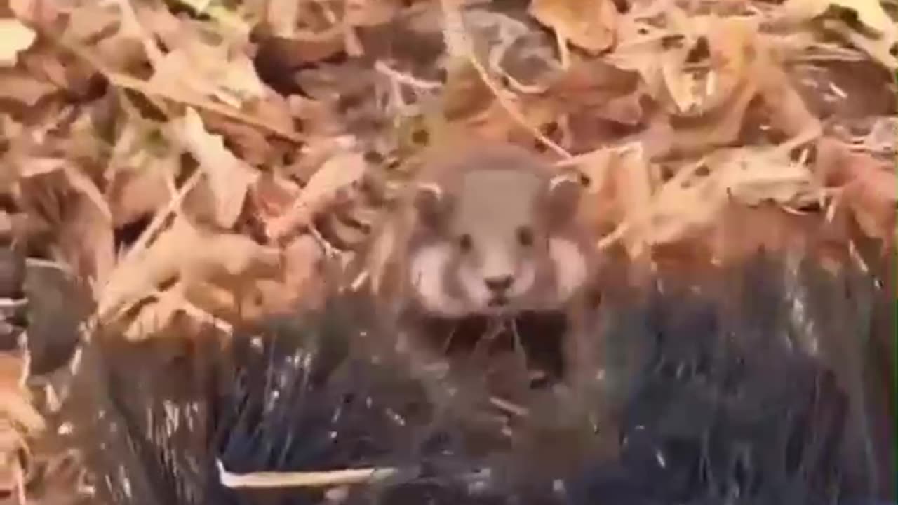 “This Hamster’s Ninja Moves Will Make Your Day! 😂🐾”