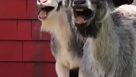Animal lafing|