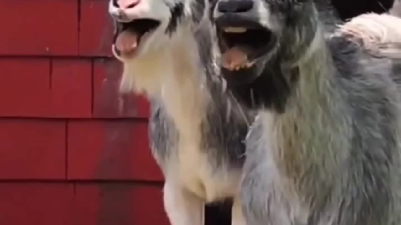 Animal lafing|