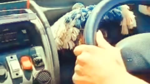 Car driver in road car name hathi