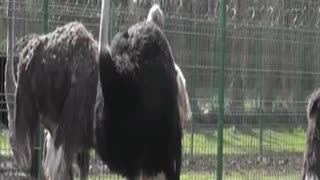 ostrich