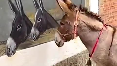 😂🤣 Donkey Mistakes Street Art for Its Own Kind! | FunFM