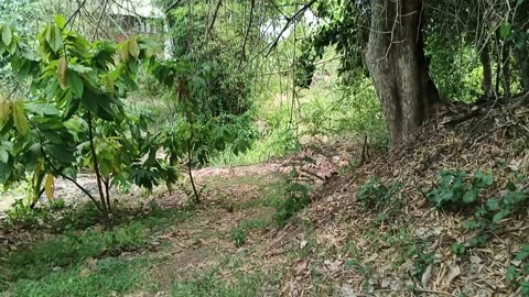 Cacao plantation Mae-On: 2025-05-10 02