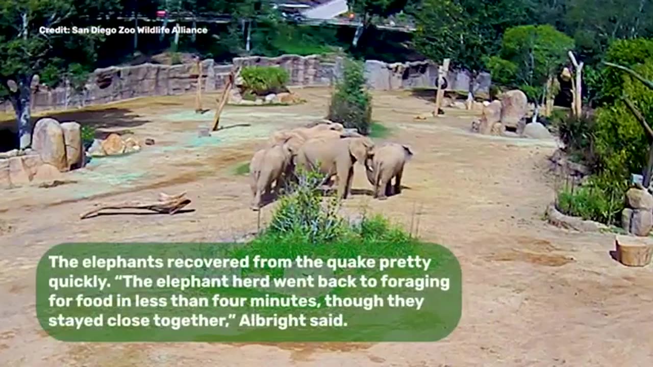 AMAZING! Check Out How Elephants Respond to an Earthquake! ~ by IFLScience