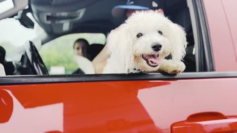 Road Trip and Pup Cups
