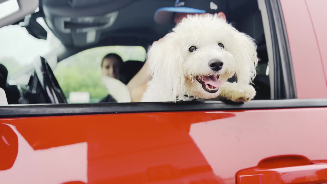 Road Trip and Pup Cups