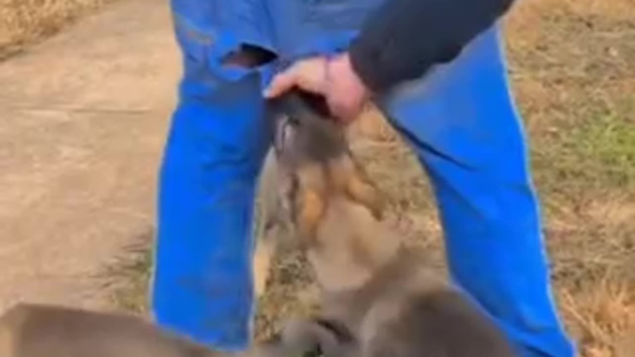 Funny 😂🤣 video of dogs 🐕